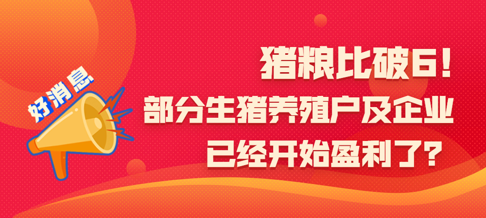 好消息，猪粮比破6！部分生猪养殖户及企业已经开始盈利了？