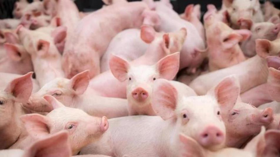 农业农村部：今后一个时期稳定生猪生产的关键在于适度去产能