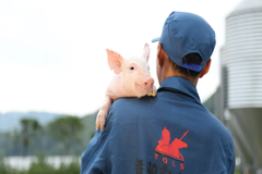 铁骑力士独特经营模式——品牌肉猪“高端私人订制”养殖
