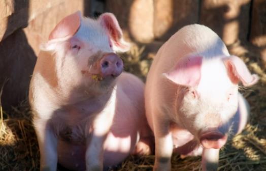 猪能抗寒多少度？冬季养猪应该如何控制温度？