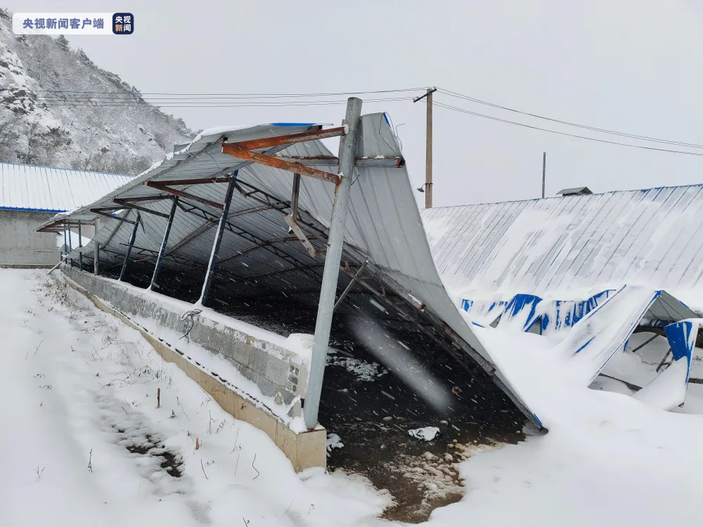 640万头畜禽死亡！辽宁暴雪之灾惨烈！养猪人早布防！
