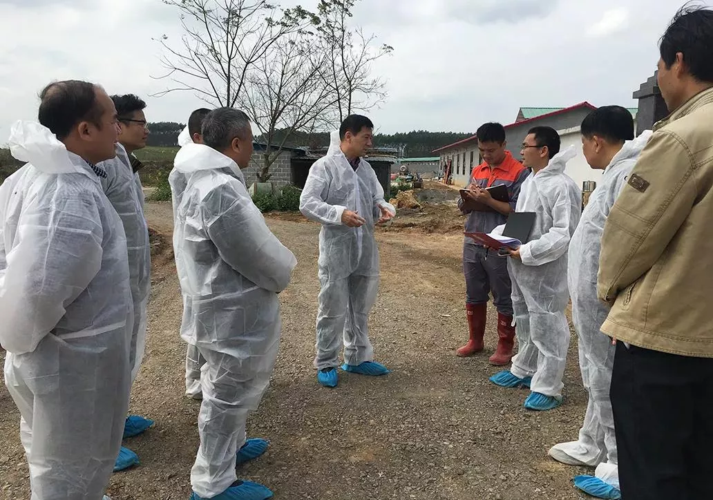 五大措施打造竞争力！猪价低迷期降本增效方案需与时俱进