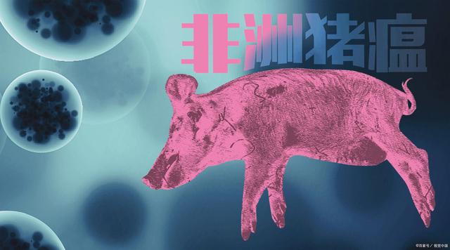 非洲猪瘟“拔牙”如何做成功率高，上百家猪场非瘟防控经验总结！