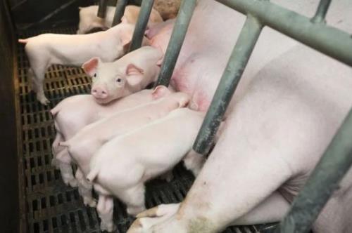 非瘟常态下产房仔猪腹泻的防控策略（二）：母猪健康是根本