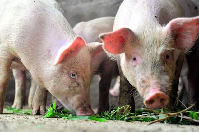 国家出手，提出“3个要求”，对养猪户来说是好是坏？解析来了
