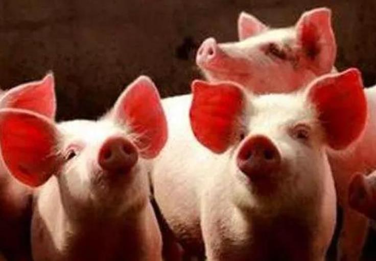 非瘟背景下养猪业的3类大师，你追随了哪一个？学到了什么？