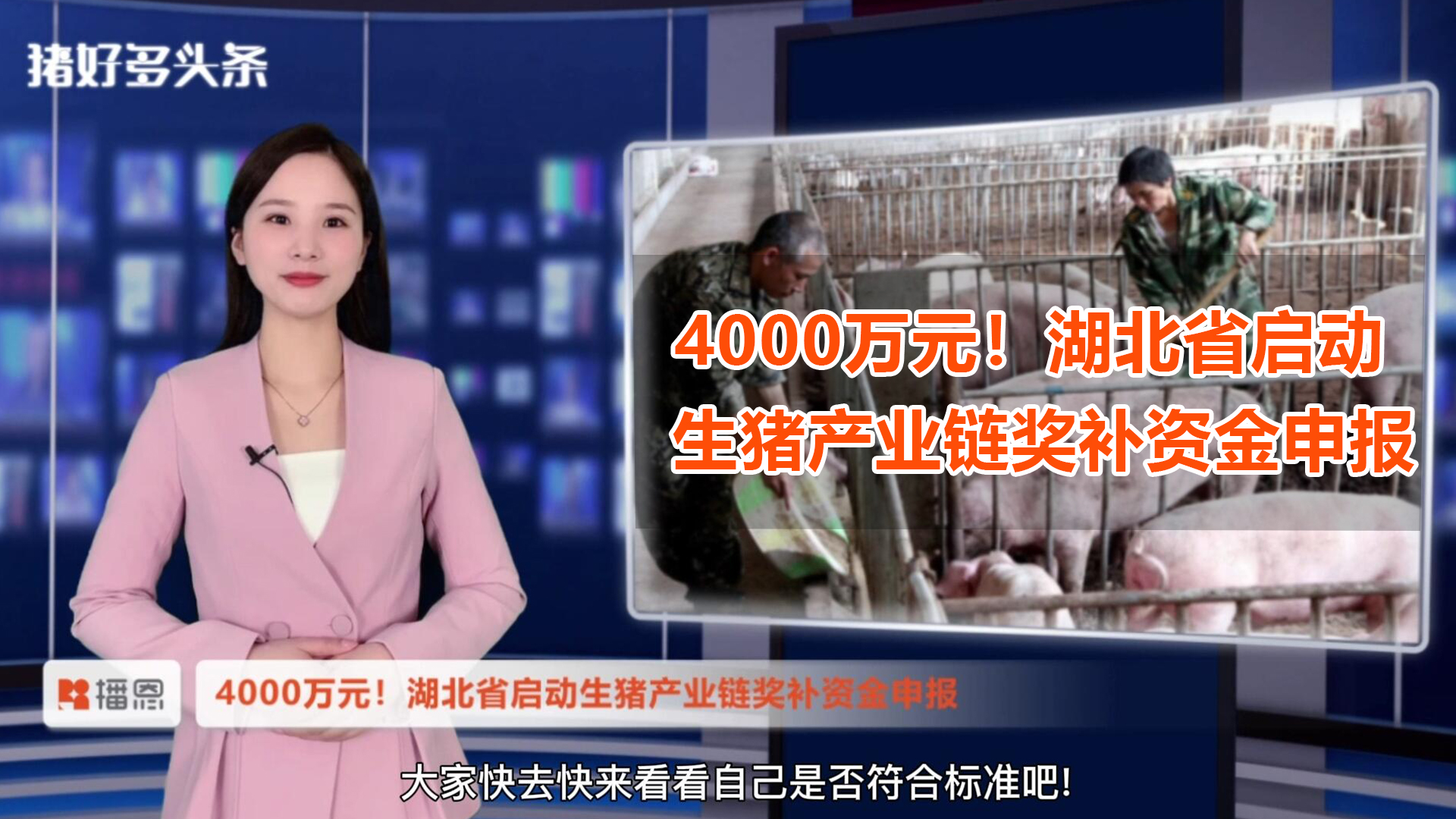 4000万元！湖北省启动生猪产业链奖补资金申报，符合条件可申报！ 