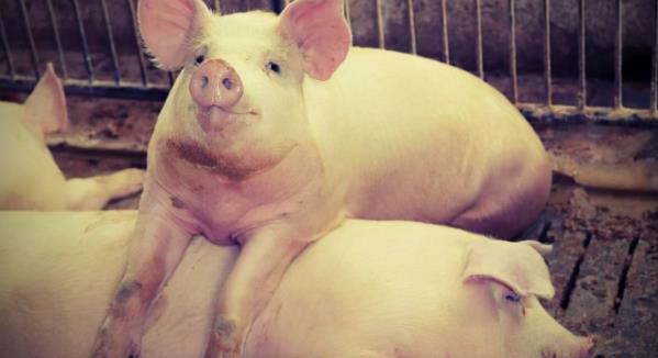 根据猪的这7个习性饲养，可减少猪的发病率