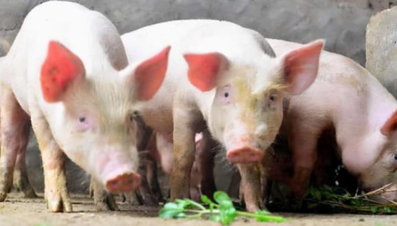 全国生猪价格创下近5个月新高，回落整理，局部涨跌互现