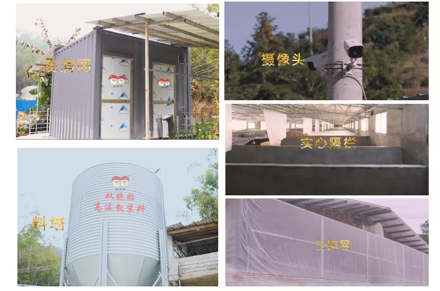 从谈“瘟”色变到从容应对，他仅用了这两招！