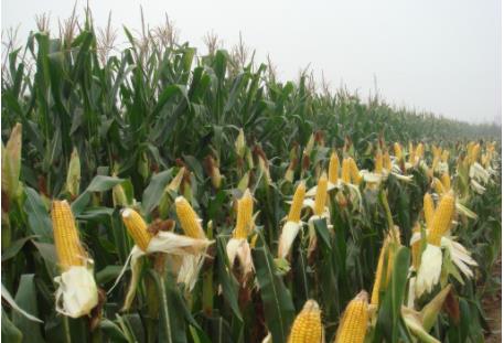 未雨绸缪！今年国内粮食丰收已定局，为何玉米等谷物进口量却翻倍？