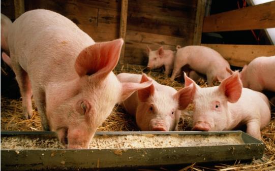 河南：15项措施支持牧原集团发展，建设国内一流的生猪育种中心！