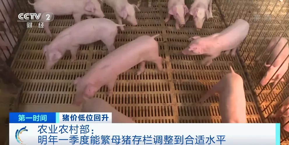 农业农村部释放重要信号“能繁母猪调减有成效！2