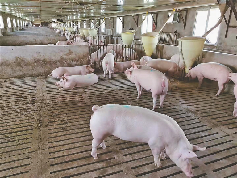 保供给！黑龙江省多措并举保生猪稳产 推进“运猪”向“运肉”转变