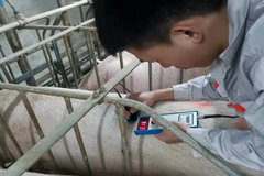 行情“波澜起伏”，养猪人“步步惊心”，要怎样“活下去”？