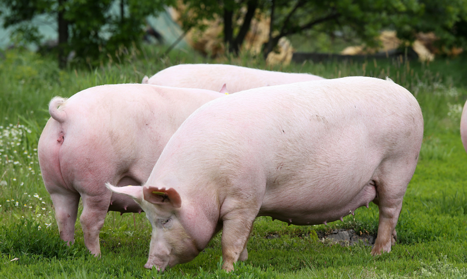 11月18日仔猪价格：能繁母猪单月下降2.5%！仔猪市场将枯木逢春？