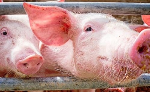 《养殖场非洲猪瘟病毒变异株防控技术指南》发布
