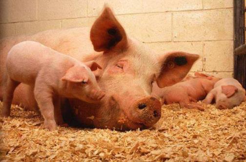 安徽：猪肉消费“力不从心”，猪价连跌“齐齐飘绿”