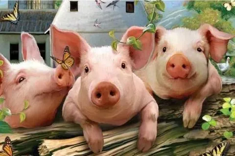 农业农村部正式宣布！多少养猪人没想到，这一天提前到来！