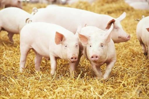 生猪养殖项目难落地，龙大肉食拟2996万元出售亏损子公司“回血”