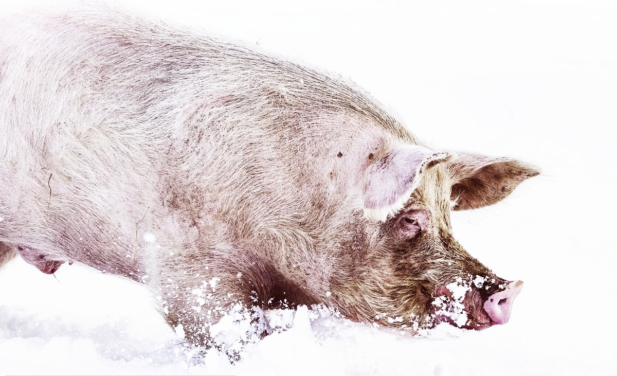 猪价风向说变就变！中央气象：50毫米暴雪来袭，对猪价有何影响？
