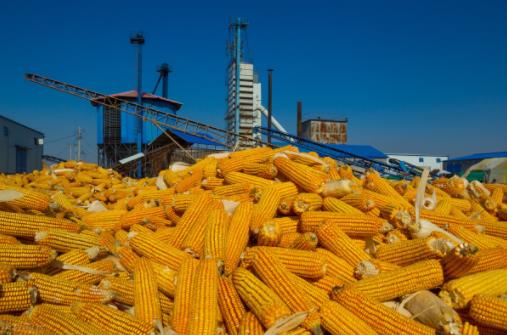 玉米：期货下跌70元/吨，现货下跌超100元/吨，强势行情告一段落