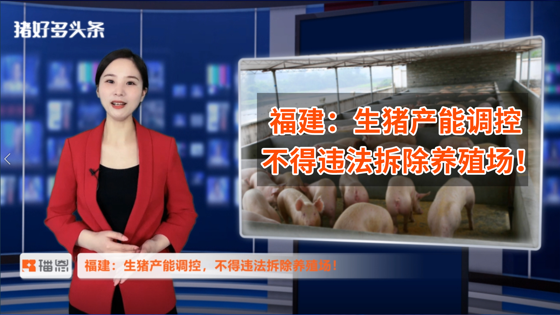 好消息！福建出台生猪产能调控方案，明确规定不得违法拆除养殖场 