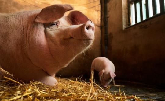 猪企养殖成本大PK！最低6.7元/斤，最高11元/斤……