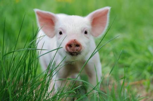欧盟评估贝莱斯芽孢杆菌DSM 15544作为仔猪等其他物种饲料添加剂的安全性和有效性