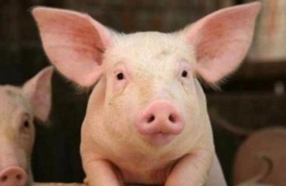 14省份上涨，猪肉交易量同比大增79%，猪市又将开涨？