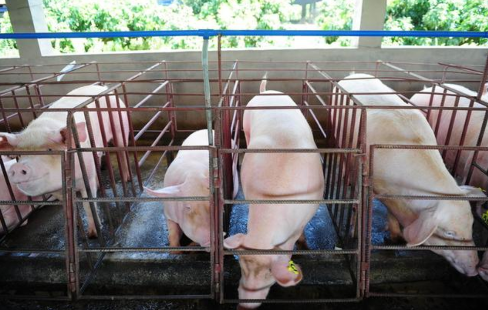 10月份猪饲料同比涨幅8.8%，比9月涨幅减少了11.1个百分点，猪真的少了吗？