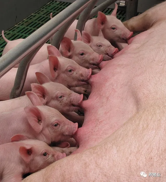 看德国养猪：高产仔数与母猪使用年限齐头并进！