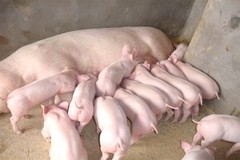 断奶及保育猪的饲养管理方法有哪些？可以从这几点出发