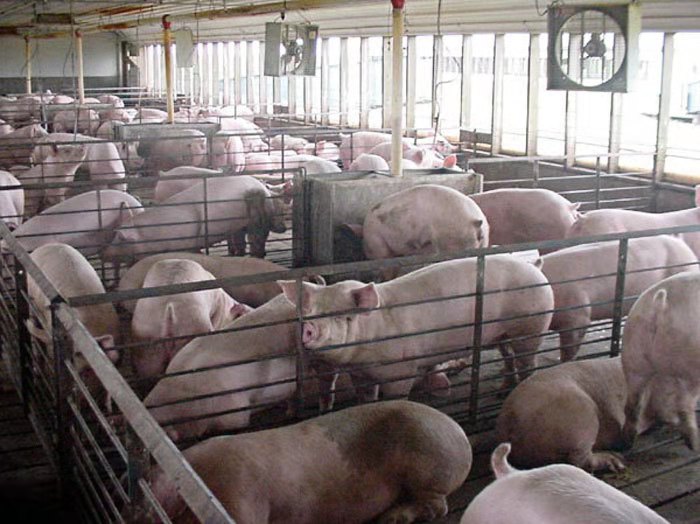养猪场应该做哪些疫苗免疫？哪些地方需要格外注意的?