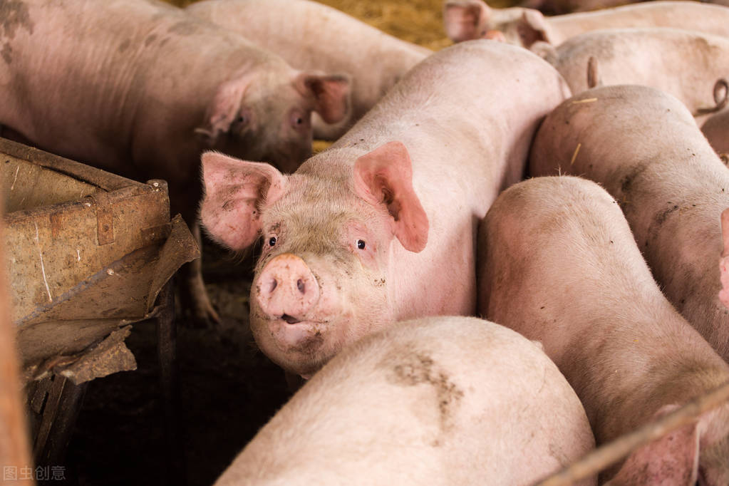 复杂的猪价：屠企压价，养猪户观望，雨雪凑热闹，猪价涨还是跌？
