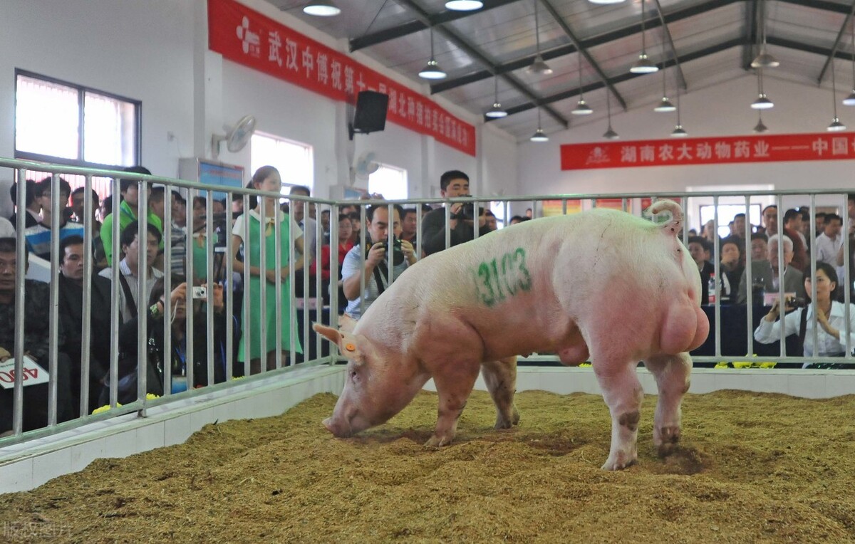 种猪、苗猪选择成功与否，关系到猪群品质和生产性能的好坏