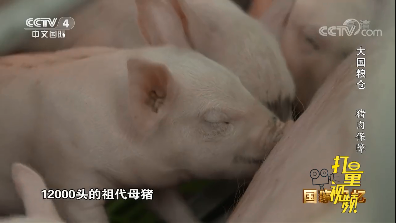 养猪也能致富！探索中国生猪养殖行业的发展史