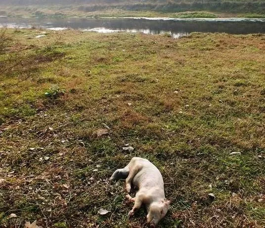 非洲猪瘟病毒在土壤中的稳定性及在野猪尸体内的存活研究