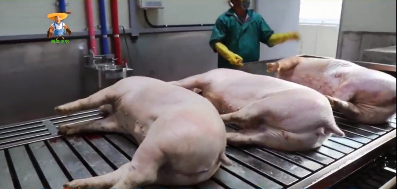 猪肉加工生产线运作过程，猪排着队进去！