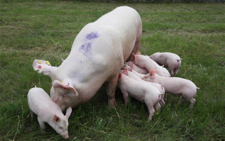 养猪生产中如何维护好猪的胃肠道健康?