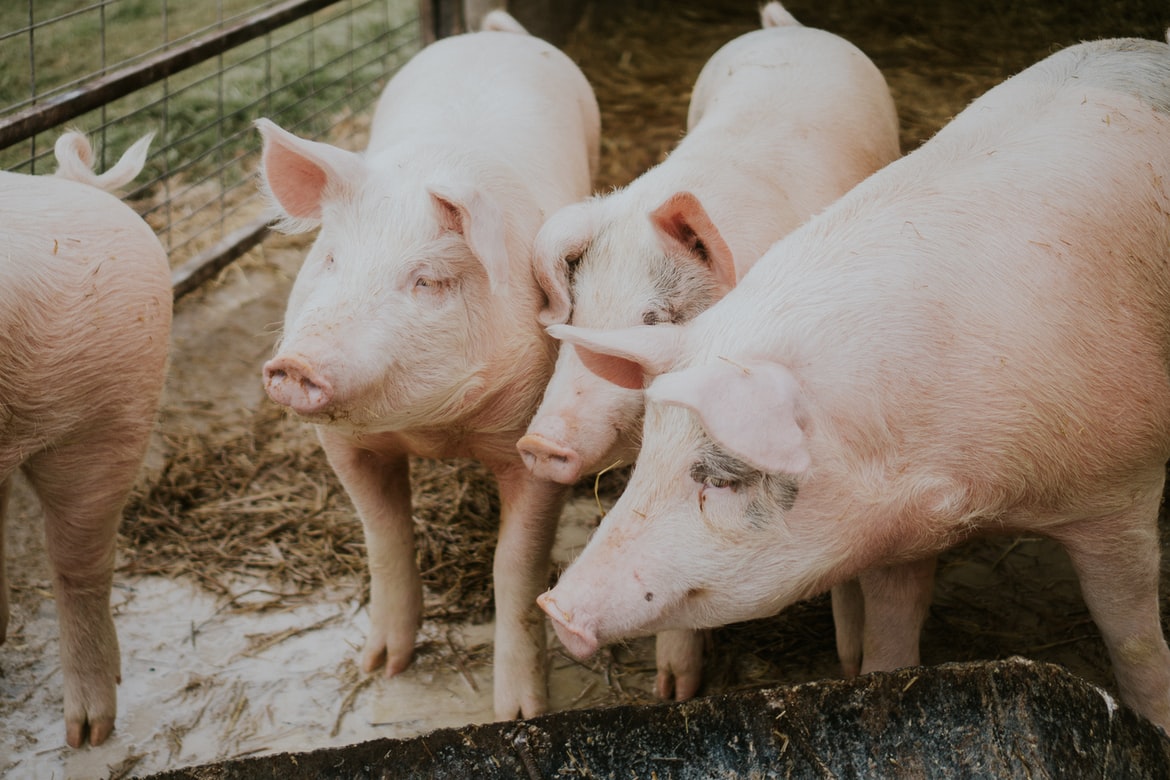 冬季养猪，4个阶段猪群需“对症下药”！