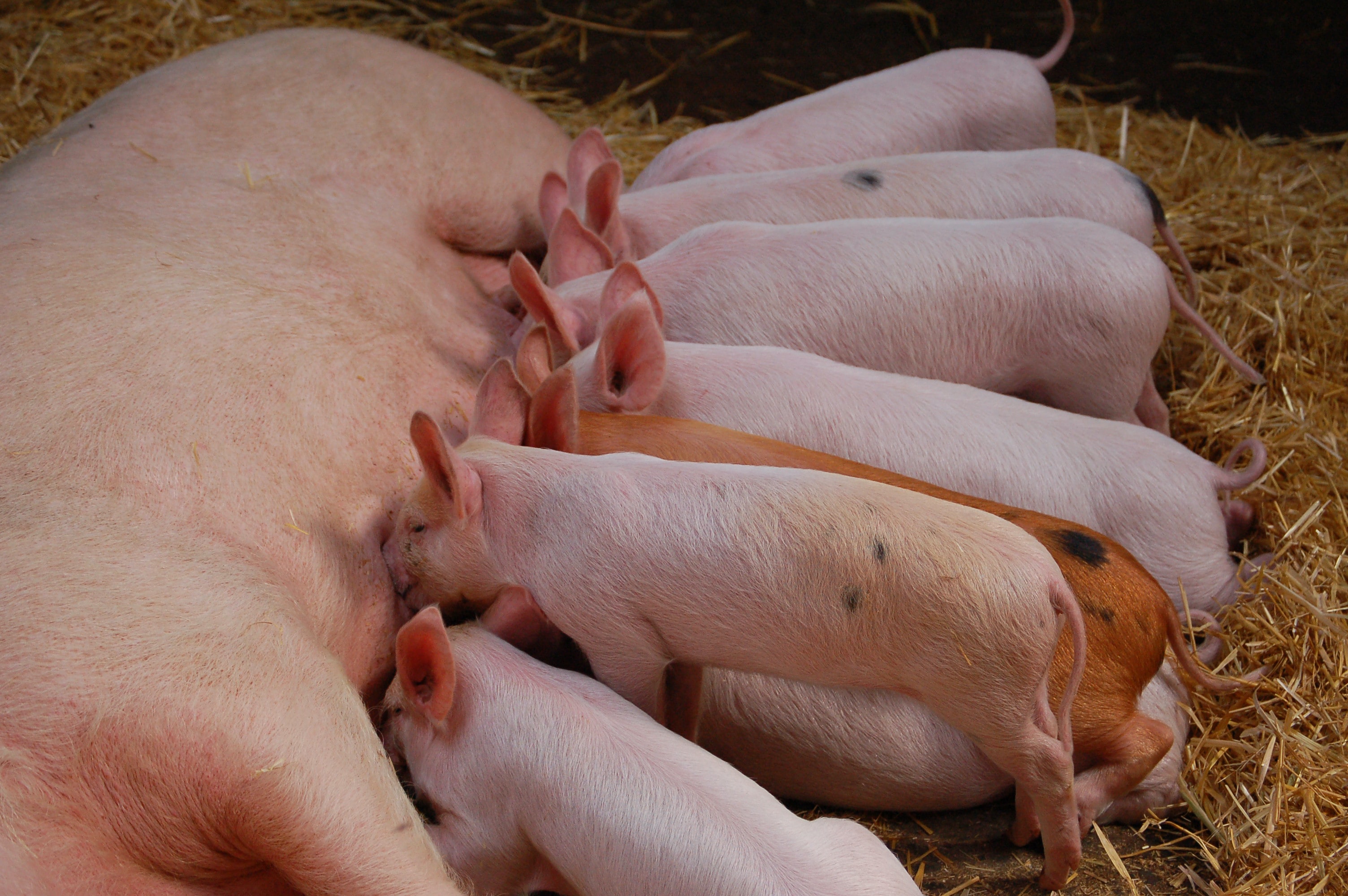 冬季养猪，4个阶段猪群需“对症下药”！