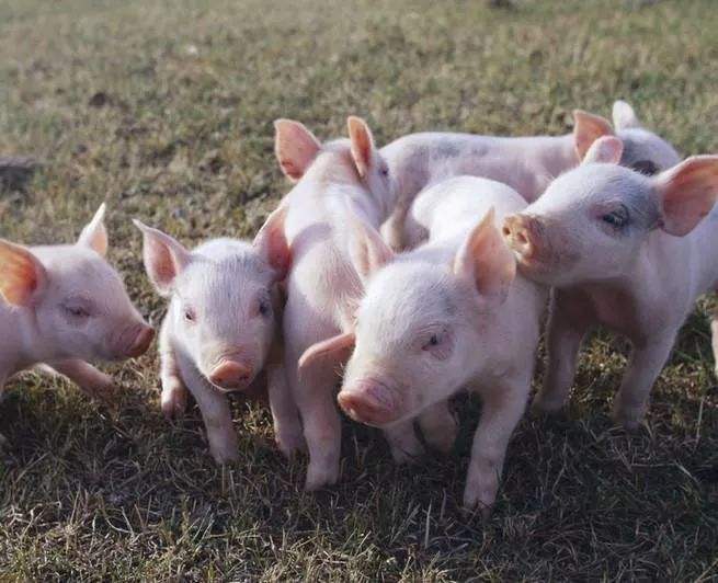 冬季仔猪经常拉稀，原因可能有很多种