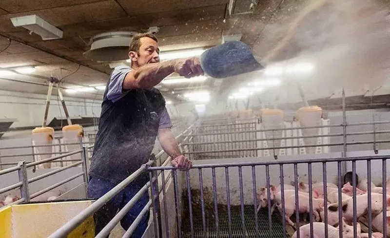 美国、丹麦、法国、德国是怎么养猪的？4种合作社经济各有亮点！