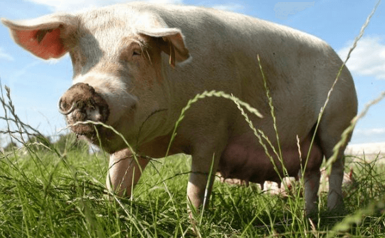 欧洲第一大养猪国，看看德国养猪业的兴衰