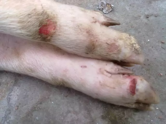 猪群的整体健康水平是决定五号病预防成功的关键因素
