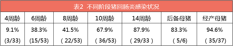猪场回肠炎危害大！3种防控方法，让你安心养猪！