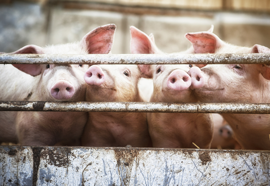 12月1日起生猪调运新政策！东部区禁止调入超30kg商品猪育肥！