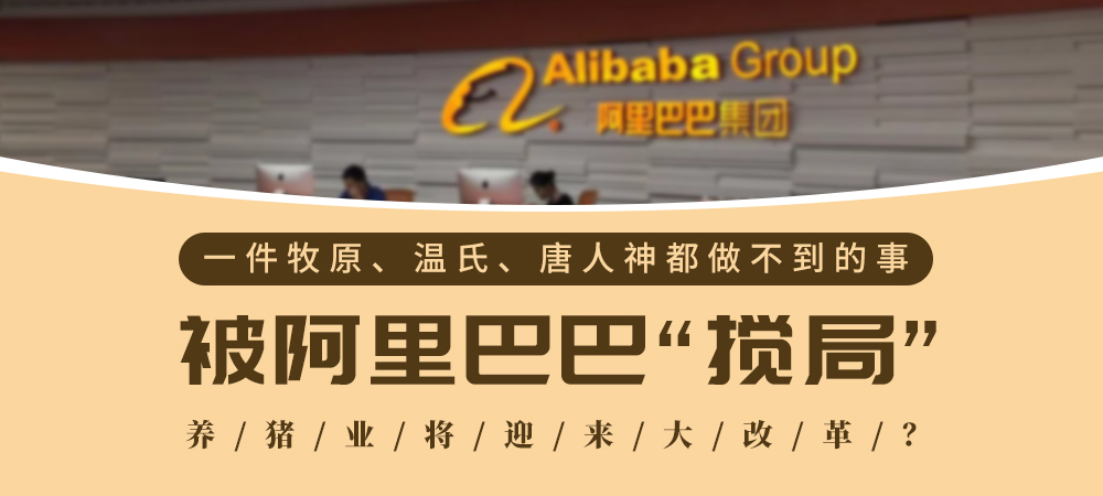 一件牧原、温氏、唐人神都做不到的事，被阿里巴巴“搅局”，养猪业将迎来大改革？