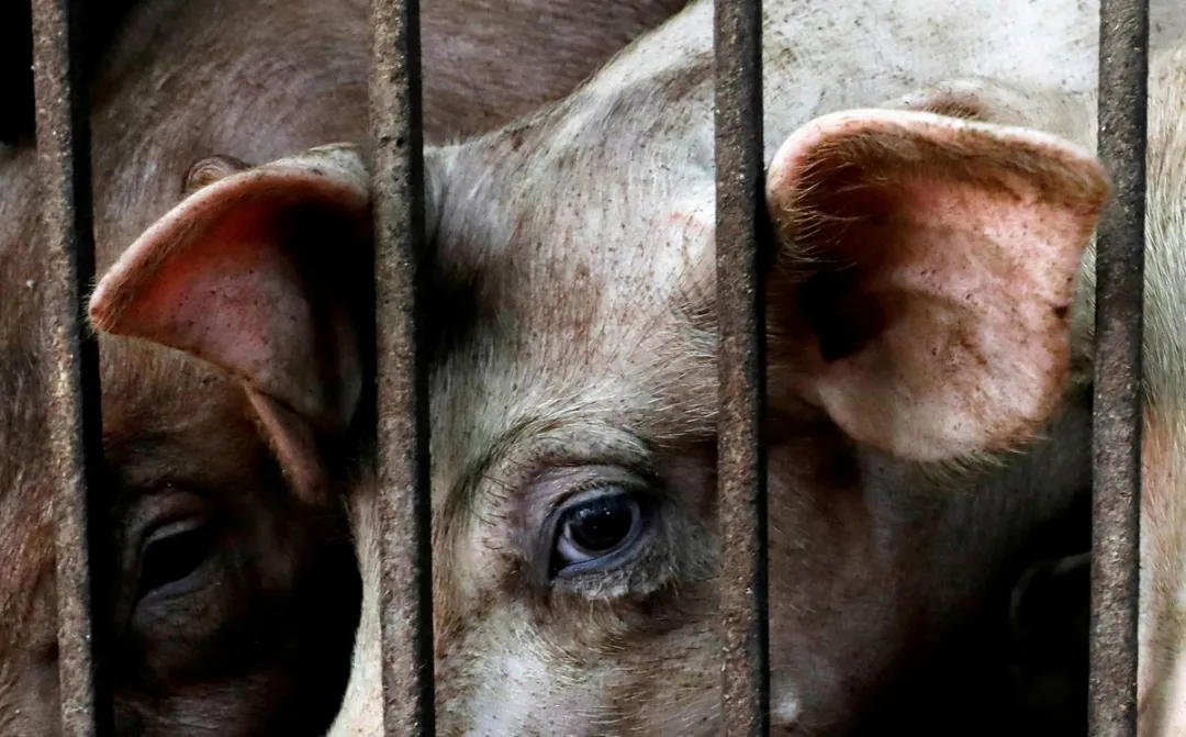 越南：非洲猪瘟新一轮爆发正在广泛蔓延，造成的扑杀数量是去年的3倍